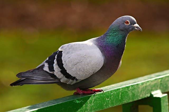 Wild Rock Pigeon