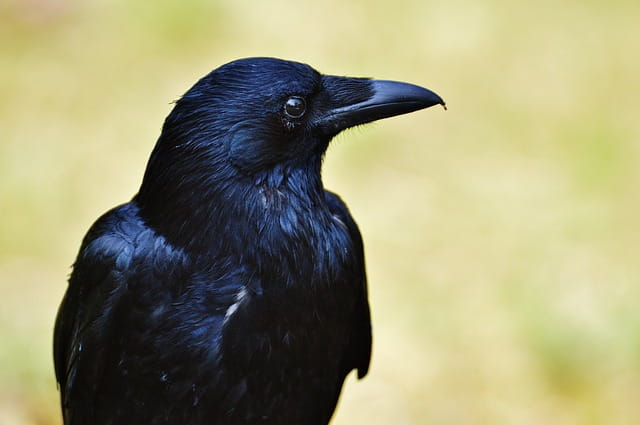 Crow Testament by Sherman Alexie