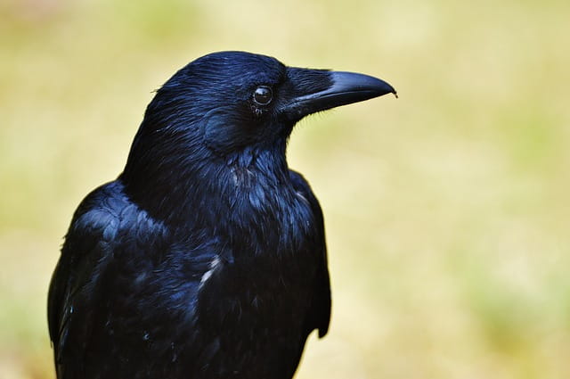 Analysis of Crow Testament by Sherman Alexie Featured Image